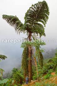 Caryota Obtusa India Giant Fishtail Palm Buy Seeds At Rarepalmseeds Com