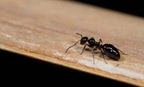 Our pest control professionals in san antonio clear out bugs the first time. Top 10 Best Pest Exterminators In San Antonio Tx Angi