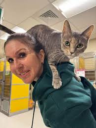 If anybody is looking for a shoulder cat, we have the beautiful Chloe.  She's 5 years old and was an owner surrender. She's been here quite a while  and she is just