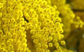 Schone Akazienblute Gelb Glare Hintergrundbilder 2560x1600 Gelbe Blumen Gelb Bilder