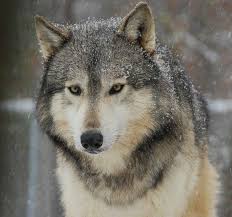Qurd Canavar Animals Baby Wolves Wolf