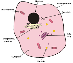 Animal cell labeled worksheet biological science picture. Gcse Biology Cell Structure