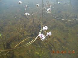 Image result for Albuca nigritana