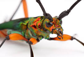 Image result for Buchnera keilii