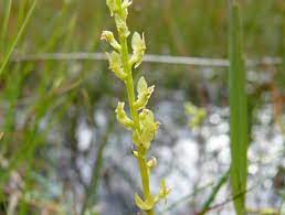 Classification apg iii (2009) classification apg iii (2009) clade angiospermes clade monocotylédones ordre asparagales famille orchidaceae anacamptis morio les orchidées ou orchidacées (orchidaceae), forment une grande famille de plantes monocotylédones. Hammarbya Paludosa Online Atlas Of The British And Irish Flora