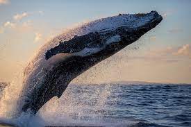 A humpback whale feeds in the waters off cape cod. Where To Go Whale Watching On A Goway Vacation Goway