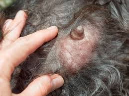 Stomach cancer begins when abnormal cells begin to grow in the cells of tissues lining or surrounding your stomach. Skin Cancer In Dogs Symptoms Treatment And Prevention