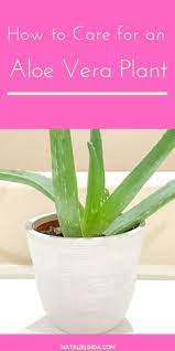 Aloe Vera Plant Care Learn To Grow This Healing Succulent Aloe Vera Plant