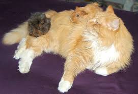 Adam sandler, keri russell, courteney cox. Guinea Pig Wikiwand