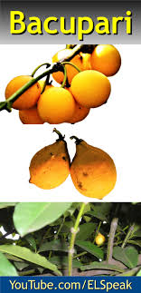Click on a picture below to get all the details, sizes, and prices 31 Bacupari Fruit Names Small Fruit Trees Fruit