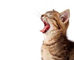 Cat vomiting and diarrhea is an unfortunate but common part of pet ownership. Why Do Cats Gag When They Smell Food Prevention Tips Faqcats Com