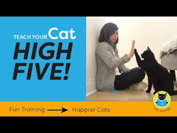 Any advice/tips on training a cat to become more tolerant of teeth brushing? How To Teach Your Cat To High Five Youtube High Five Cat Training Cats