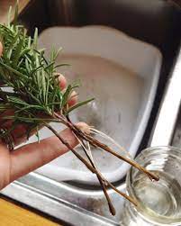 How To Propagate Rosemary In Water Mother Rising Propagate Rosemary Rosemary Plant Growing Rosemary