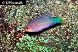 Image result for Nesaea linearis