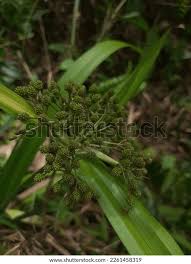 Image result for Hypolytrum