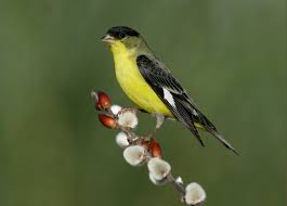 Identification Birds Of New Jersey Field Guide Lesser Goldfinch Goldfinch Bird Life List Birds