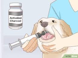 How To Treat A Dog Who Ate Chocolate 8 Steps With Pictures