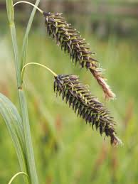 Image result for Carex lycurus
