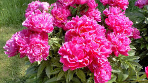 Pfingstrose pflanzen kaufen sie einfach online! Pfingstrose Paeonia Im Pflanzenlexikon Gartennatur Com