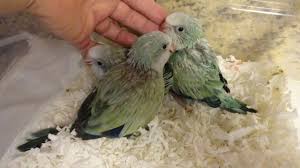 Birds For Sale In Florida Three Turquoise Baby Quakers Four Weeks Old Rare Color For Sale At Friendly Bird Aviary Parrotlets For Sale Bird Aviary Aviary