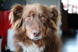 Maybe you would like to learn more about one of these? 14 Beautiful Australian Shepherd Colors With Pictures
