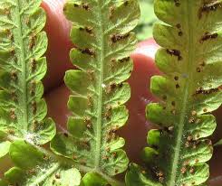 Image result for Christella dentata