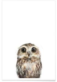 Little Owl As Premium Poster By Amy Hamilton Juniqe Rysunki Zwierzeta Ilustracje