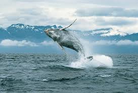 Information and translations of breaching in the most comprehensive dictionary definitions resource on the web. Breaching Animal Behaviour Britannica