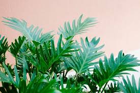 11 Jenis Tanaman Philodendron Dan Cara Merawatnya Bukareview