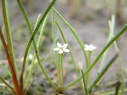 Image result for Limosella