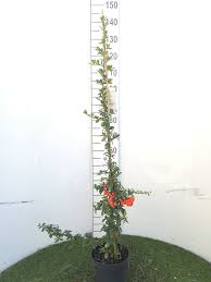 Image result for Pyracantha coccinea red column