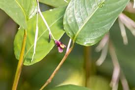 Image result for Marantochloa purpurea