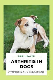 Dog Health How To Treat Arthritis In Dogs Common Signs In 2020 Dog Arthritis Natural Dog Health Dog Health
