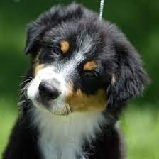 Mini australian shepherd black and white. Pin On My Type Of Dogs