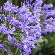Fiore blu violetto con foglie a spada cruciverba. Blu L Identificazione Delle Piante E Fiori Viola