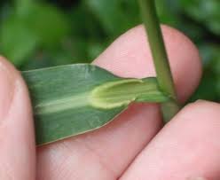 Image result for Echinochloa crus-pavonis