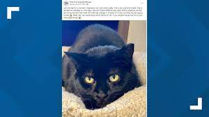 Adoption fees supplement the costs involved in the rescue and care of animals. Akron Pet Rescue Jerk Wanted To Adopt Grumpy Cat Wkyc Com