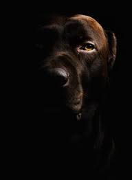 Low Key Photography On Pinterest Low Key Portraits High Key Low Key Photography Low Key Photo Low Key Portraits