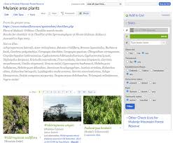 Image result for Trisetopsis milanjianum