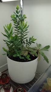 Image result for Osyris compressa