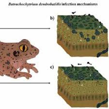 Últimas noticias coronavirus joe biden espn cultura newsletters. H Mauricio Ortega Andrade Professor Ph D Universidad Regional Amazonica Ikiam Tena Research