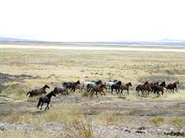 Horse Behavior Wikipedia