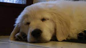 Golden Retriever Puppy Henry 8 Weeks Old Youtube