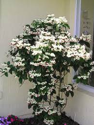 This Is The Bleeding Heart Houseplant That I Have Can T Wait For It To Get That Big Trepadeiras Flores Estranhas Jardinagem