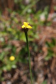 Image result for Xyridaceae