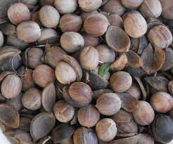 Hickory Nut Health Benefits Hickory Tree Hickory Green Coffee Mugs
