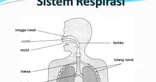 Sains tahun 4:namakan organ pernafasan manusia. Mekanisma Pernafasan Manusia