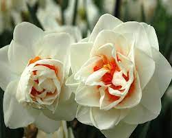 Do You Know About The December Birth Flower Then Read Our Latest Blog For More Https Www Freshflower Narcissus Flower Spring Flowering Bulbs Daffodil Bulbs