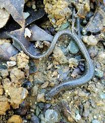 California Slender Salamander Vacaville Vacaville Salamander California