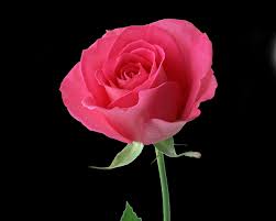 Images flowers wallpapers nature wallpapers rose flower wallpapers. Beautiful Red Rose Flower Photo Wallpaper 1280x1024 22590